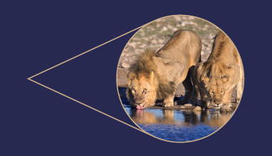 Ilustratīvs attēls lauva un lauvene